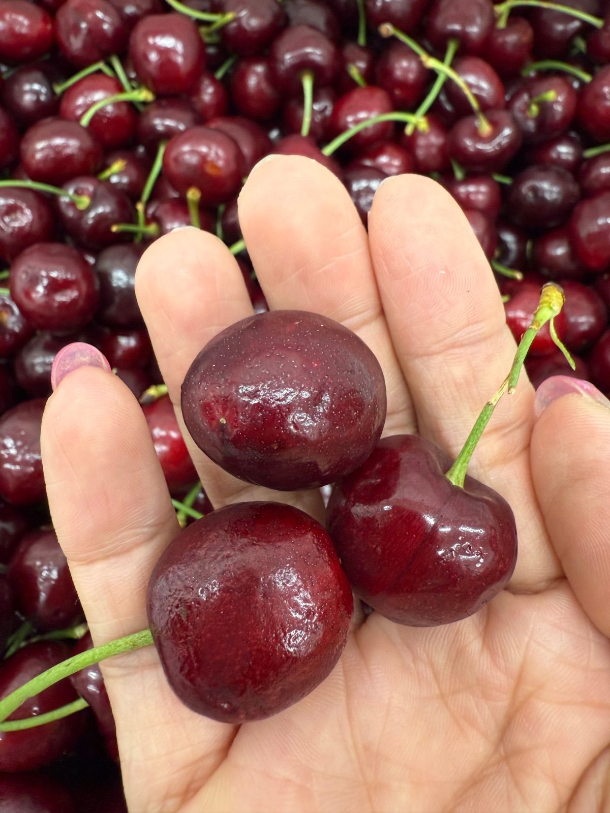 11.5row大粒アメリカンチェリー 1kg クール便 - メルカリ