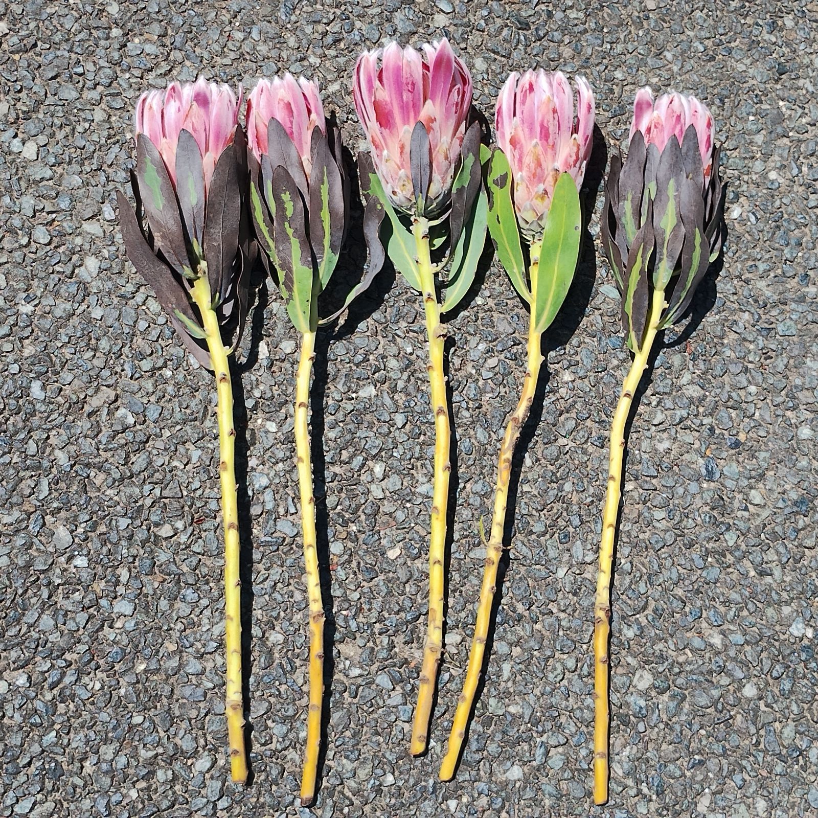 ドライ プロテアカーニバル 5本 ネイティブフラワー