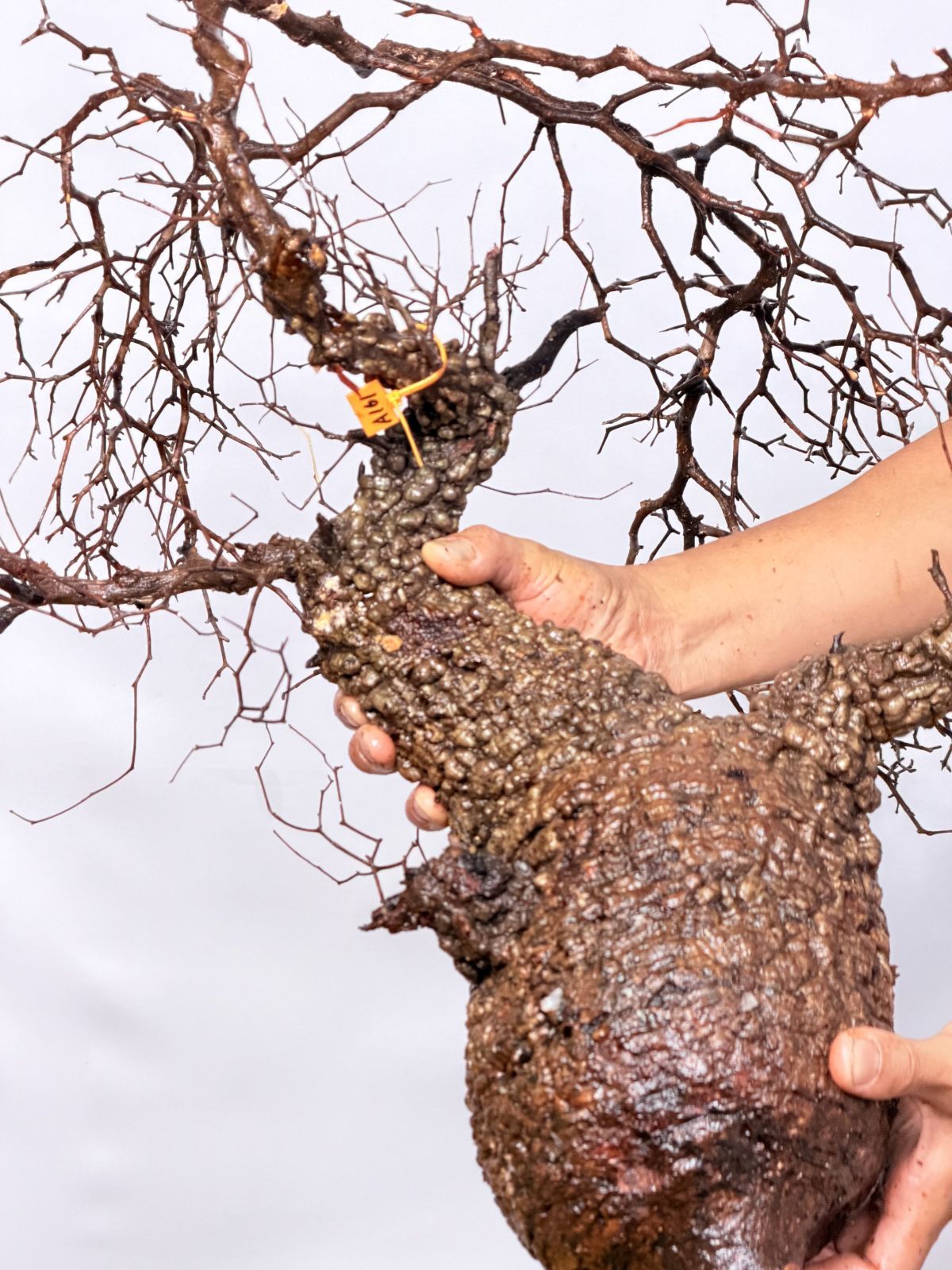 パキプス ベアルート株