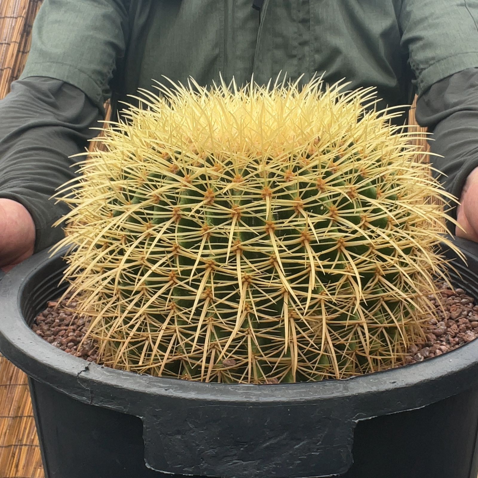 現品】サボテン 金鯱（キンシャチ） 8号 黒鉢 （4）