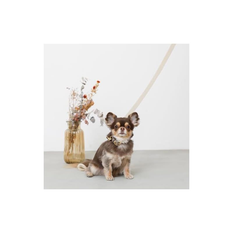 犬 リード
