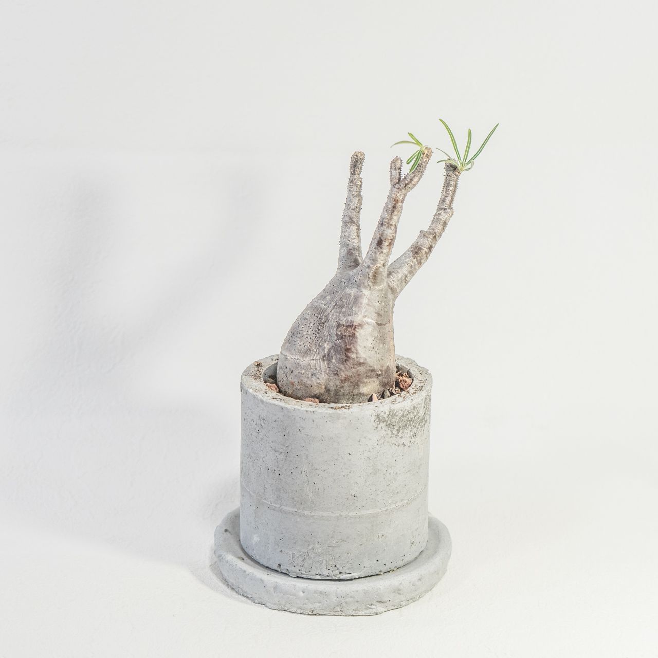 楽天市場】牡丹 聖覇 豪華多弁咲き 6号鉢 (直径18cm) 2〜3年物