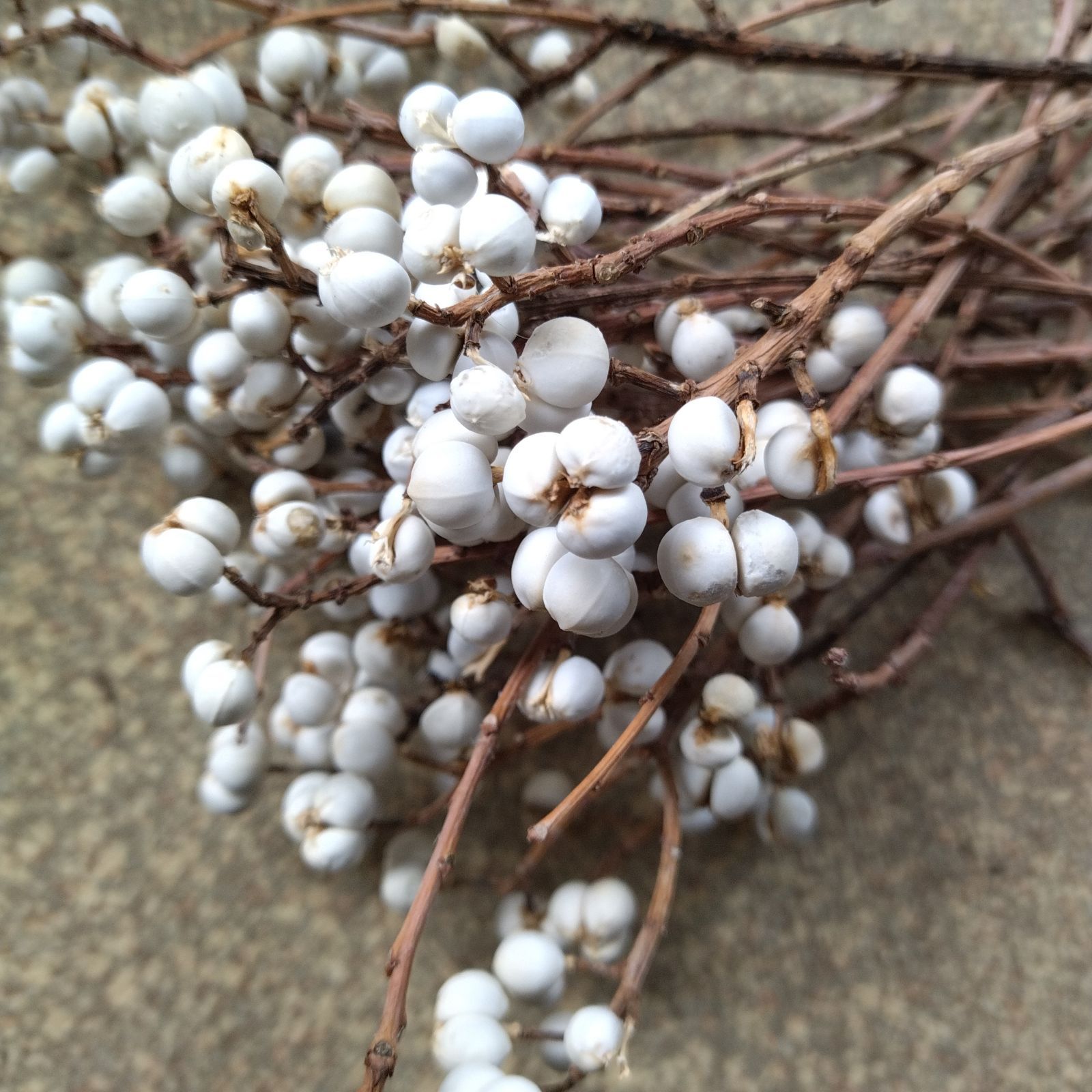 ナンキンハゼ。ナンキンハゼの実。13本。ドライフラワー。スワッグ