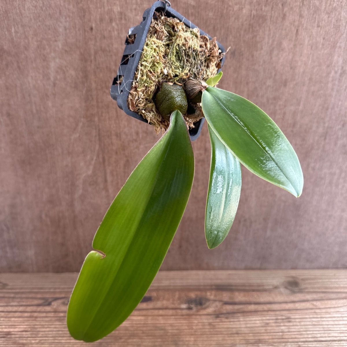 バルボフィラム ファレノプシス② Bulbophyllum phalaenopsis 現品 