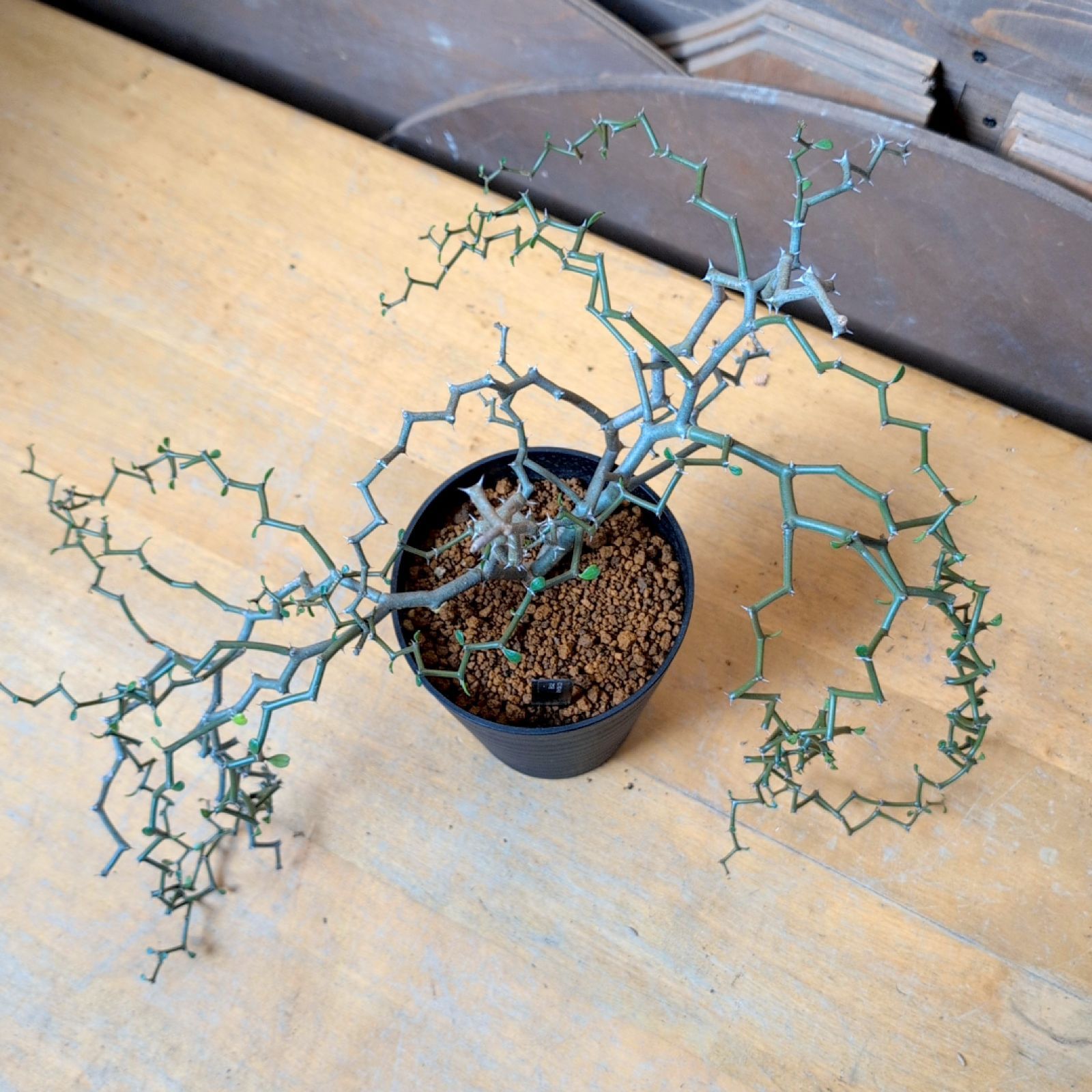 デカリア マダガスカリエンシス【 ジグザグの木 ショップ 】鉢のまま