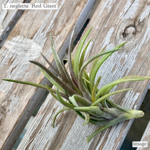Tillandsia Seleriana Green Giant 速達発送 Tillandsia Seleriana