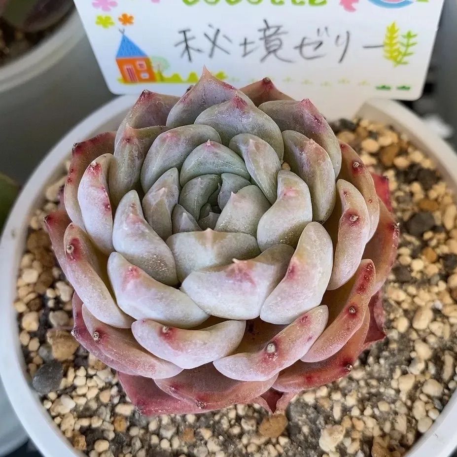 秘境ゼリー 多肉植物 韓国苗 抜き苗 - メルカリ