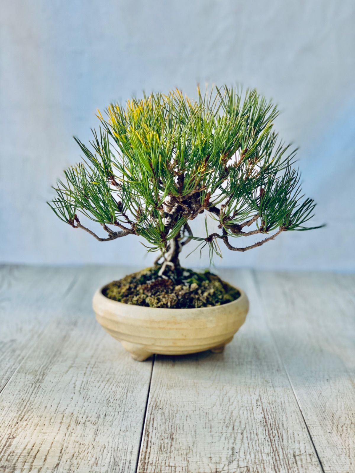 赤松 盆栽樹高1メートほど 根上がり