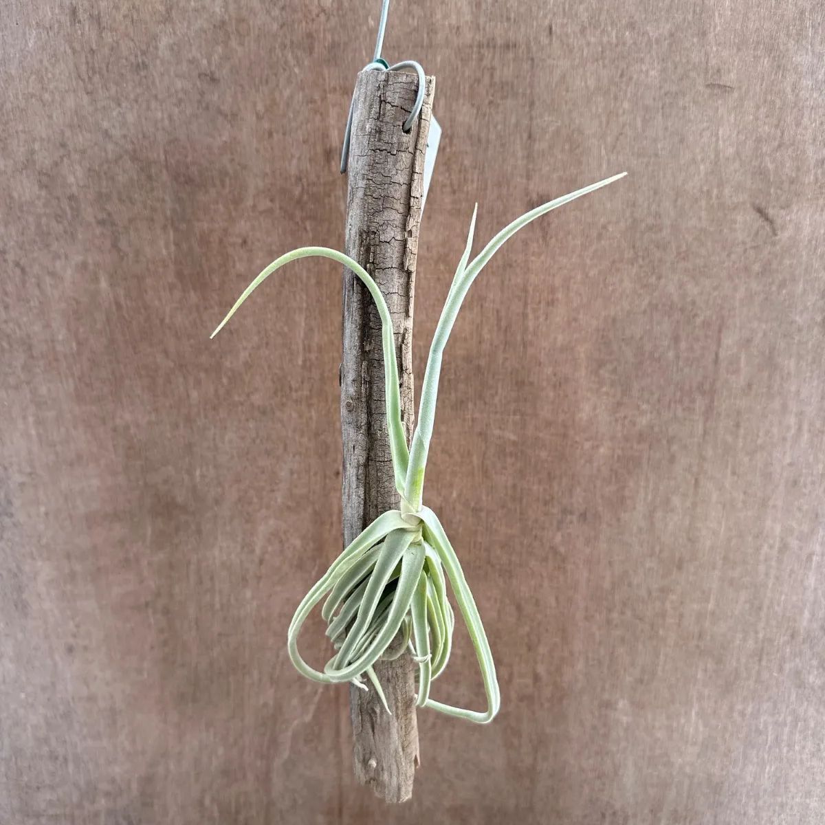チランジア ドゥラティ 流木 Tillandsia duratii ブロメリア科