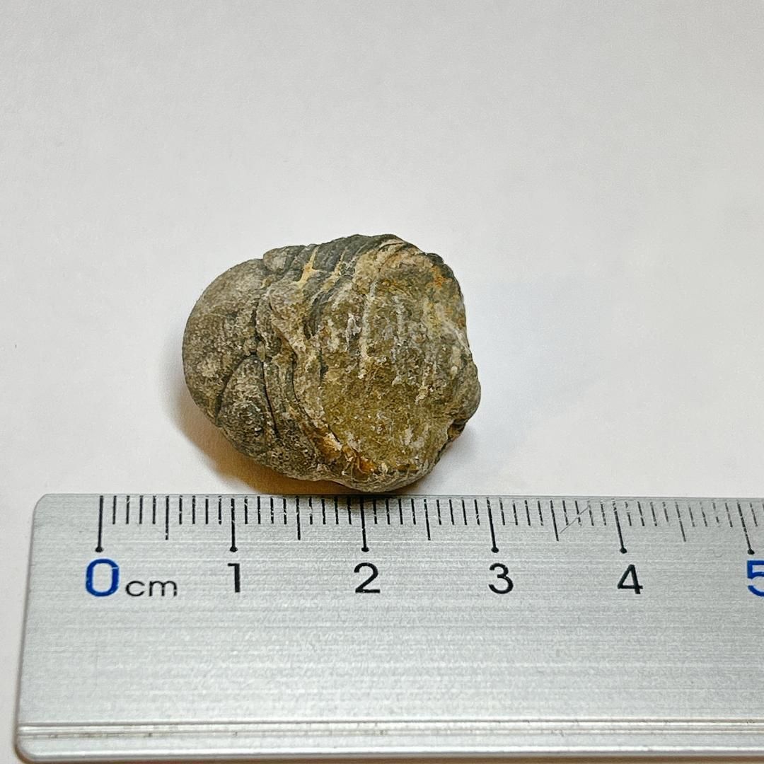モロッコ・デボン紀の地層から採集された、愛らしい三葉虫、ゲラストス