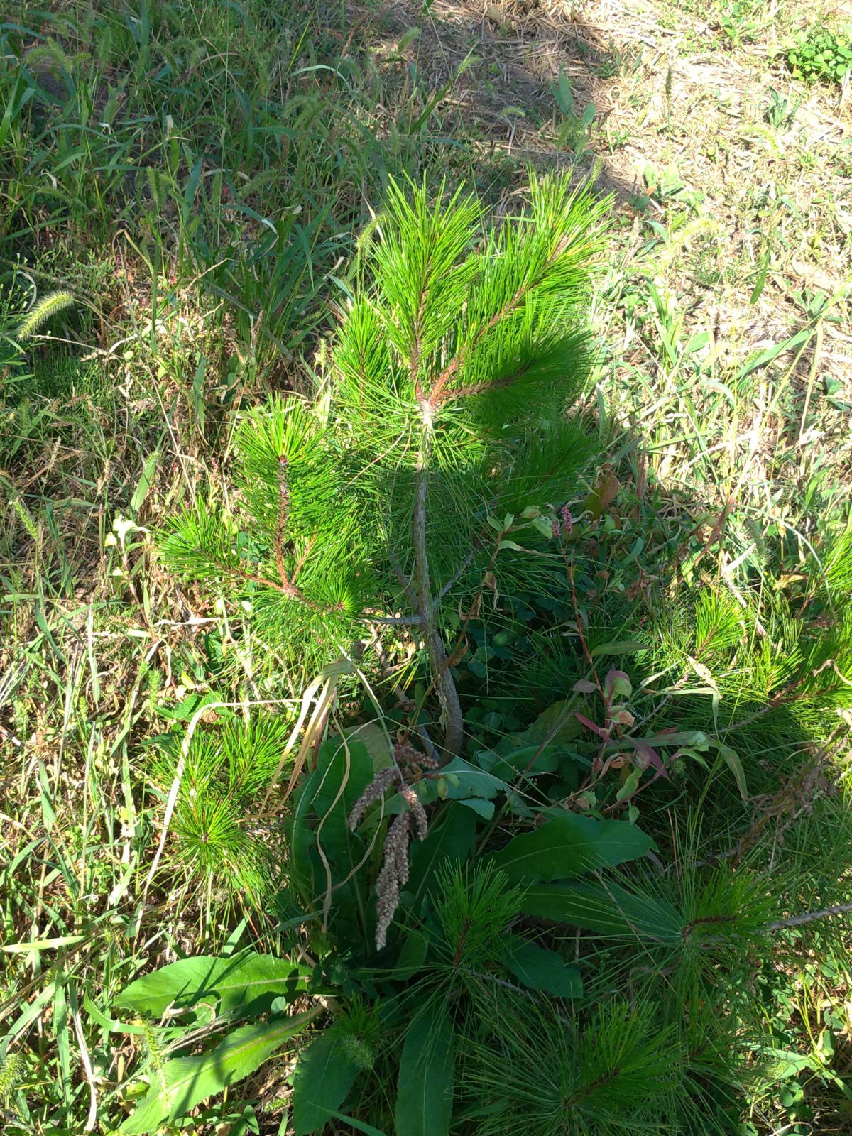 赤松の粉末50g×2 秋田産・自然無農薬・ パインニードルティー - 酒