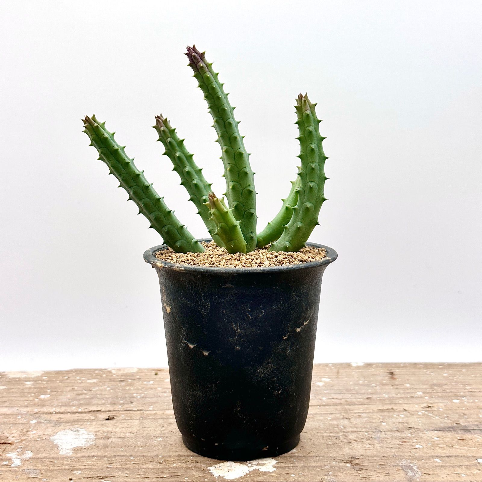 ガガイモ フェルニア ケニエンシスSP 実生 多肉植物 - メルカリ