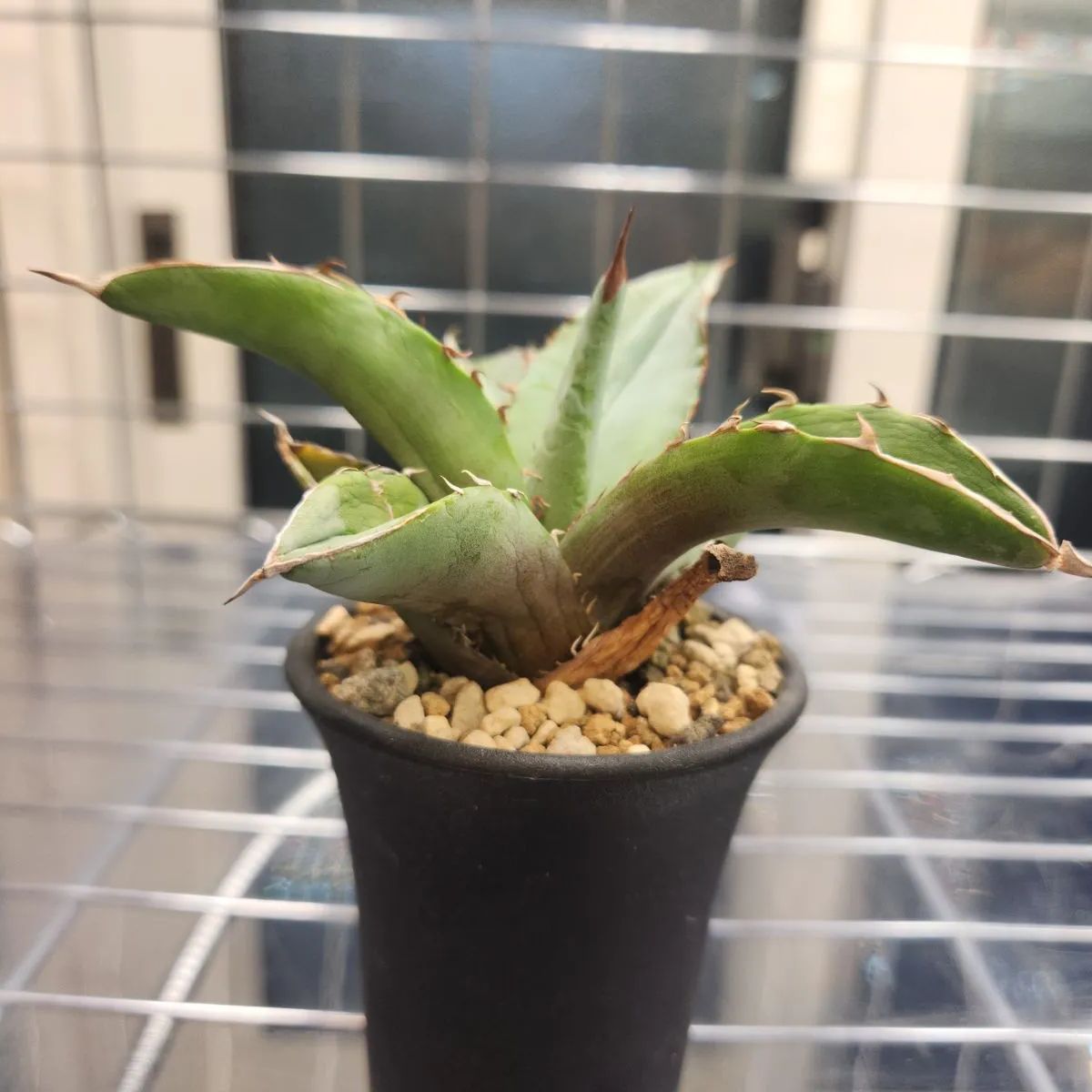 現物】アガベ チタノタ・ブルー （抜き苗発送）【国内実生】 AGV003