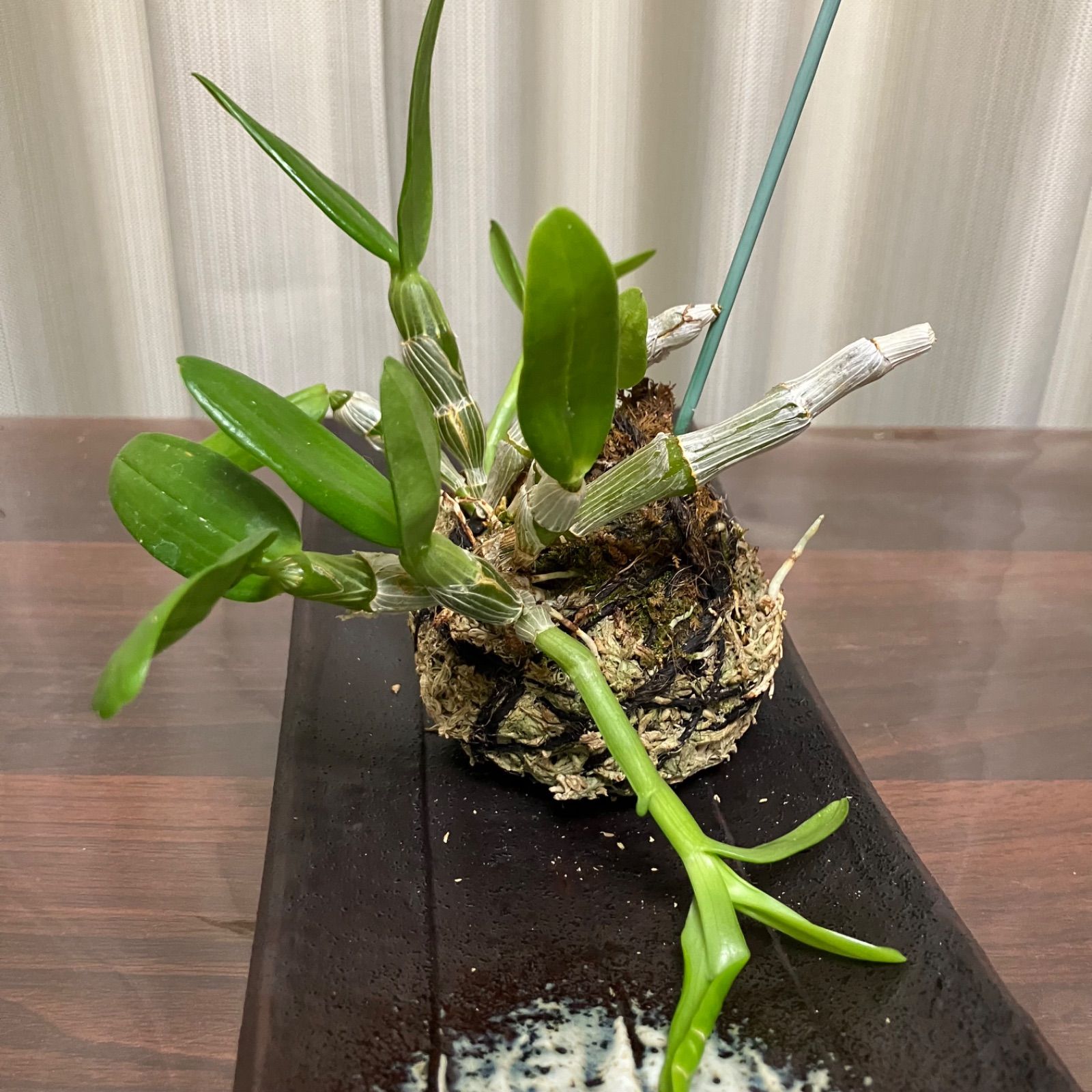 デンドロビウム 苔玉 ハンギングもOK - メルカリ