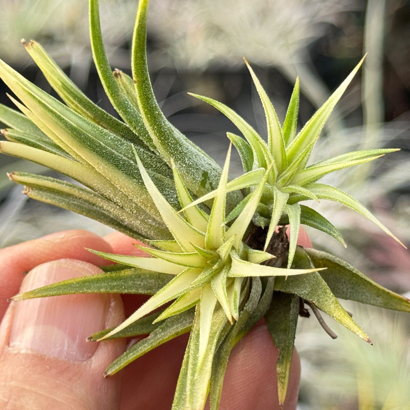 アルボマージナータ Tillandsia