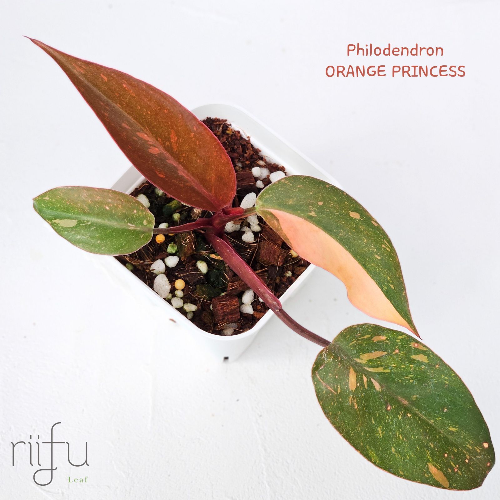 Pof］Philodendron Orange Princess フィロデンドロン・オレンジ