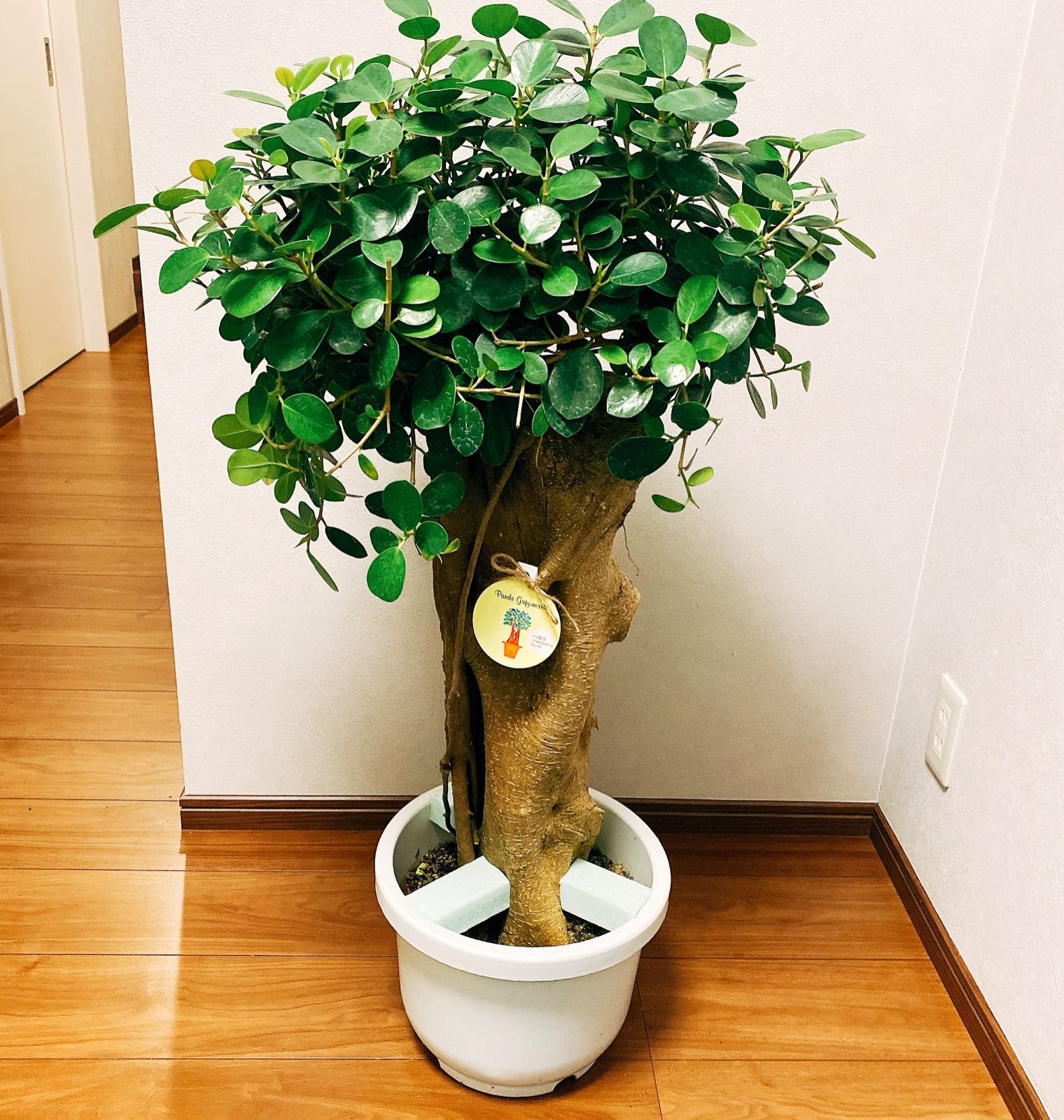 在庫］【希少】 パンダガジュマル 接木 観葉植物 レア 室内