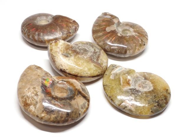 アンモナイト 化石 (5個) マダガスカル産 標本 化石の王様 白亜紀