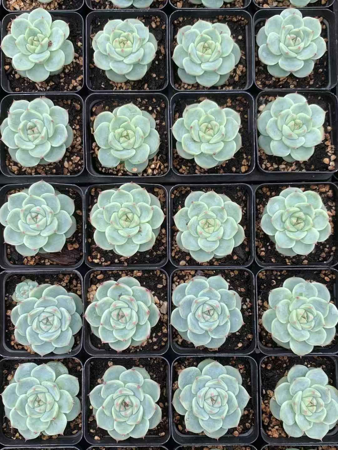 多肉植物 緑と赤のグラデーション 中型*3 多肉植物 緑と赤の