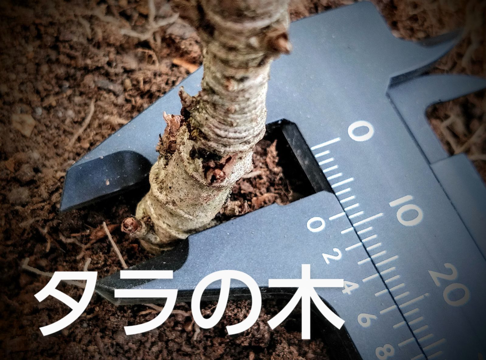タラの木 12 cmポット苗 18 ポット 二年以上お世話した苗 タラの木 12 cmポット苗 5 ポット 二年以上お世話した苗 - メルカリ