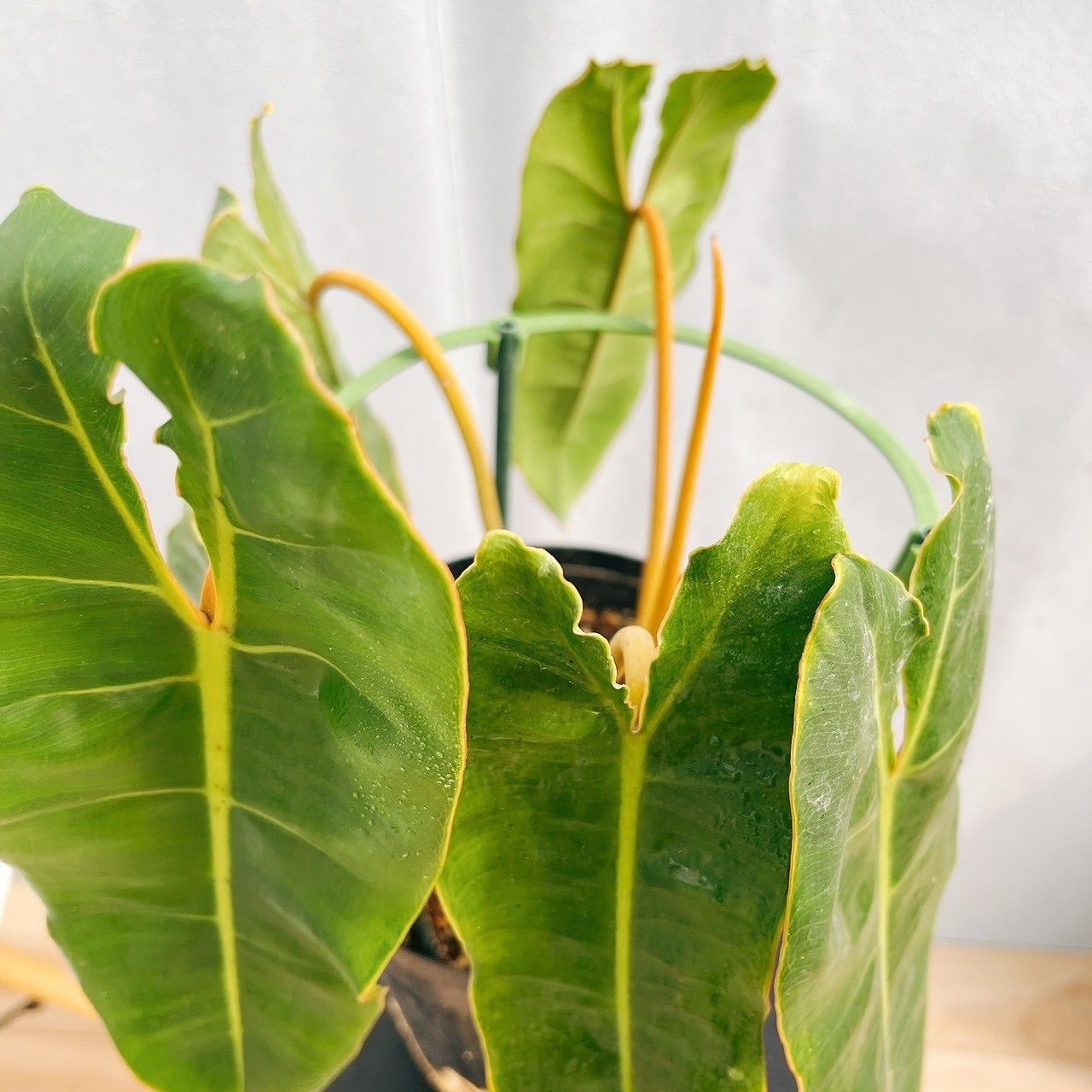 在庫］【希少】フィロデンドロン ビレッティア 6号 観葉植物 室内 レア