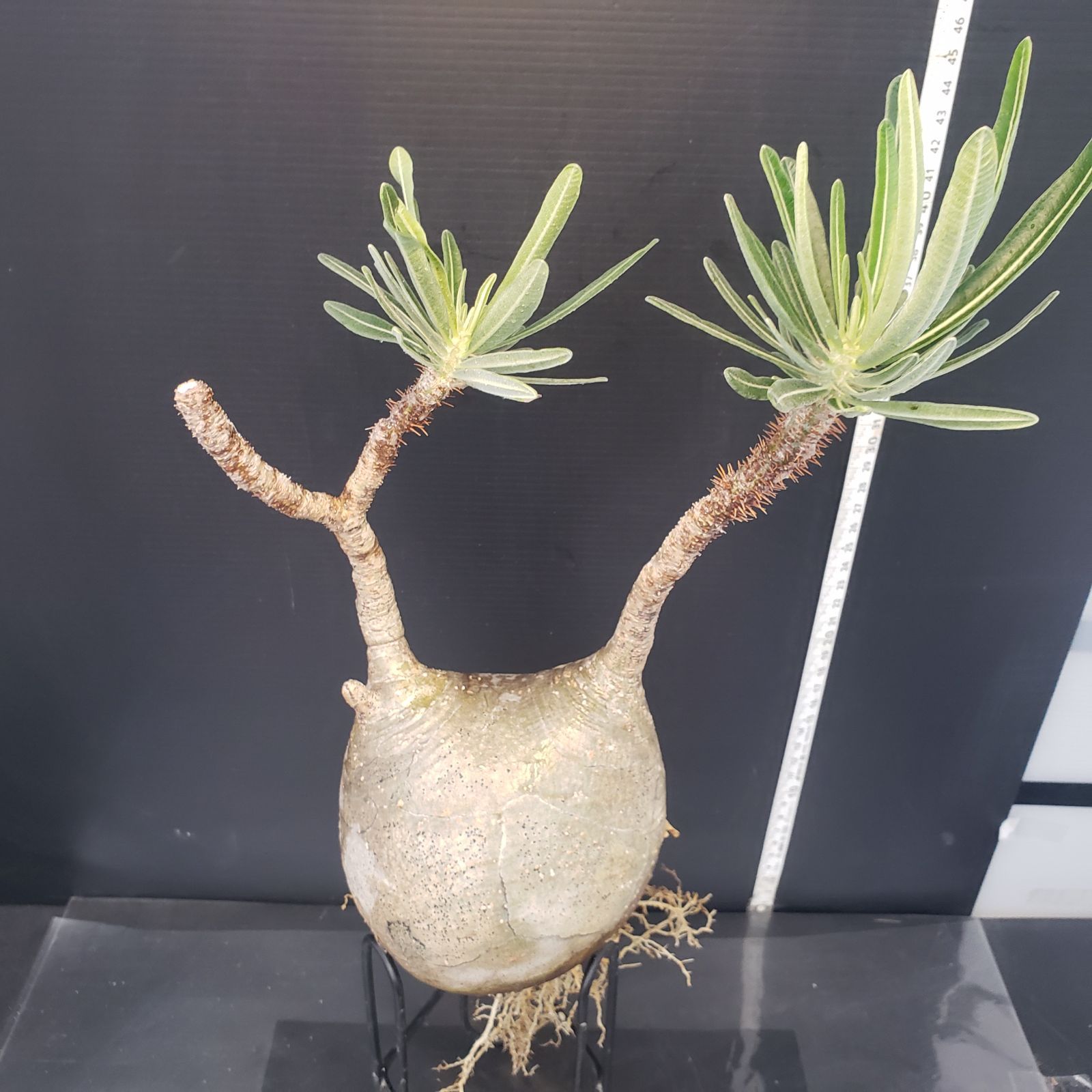 N381【自社養生・発根株】Pachypodium グラキリス(ML)(現地球 N381【自社養生・発根株】Pachypodium グラキリス(ML)(現地球