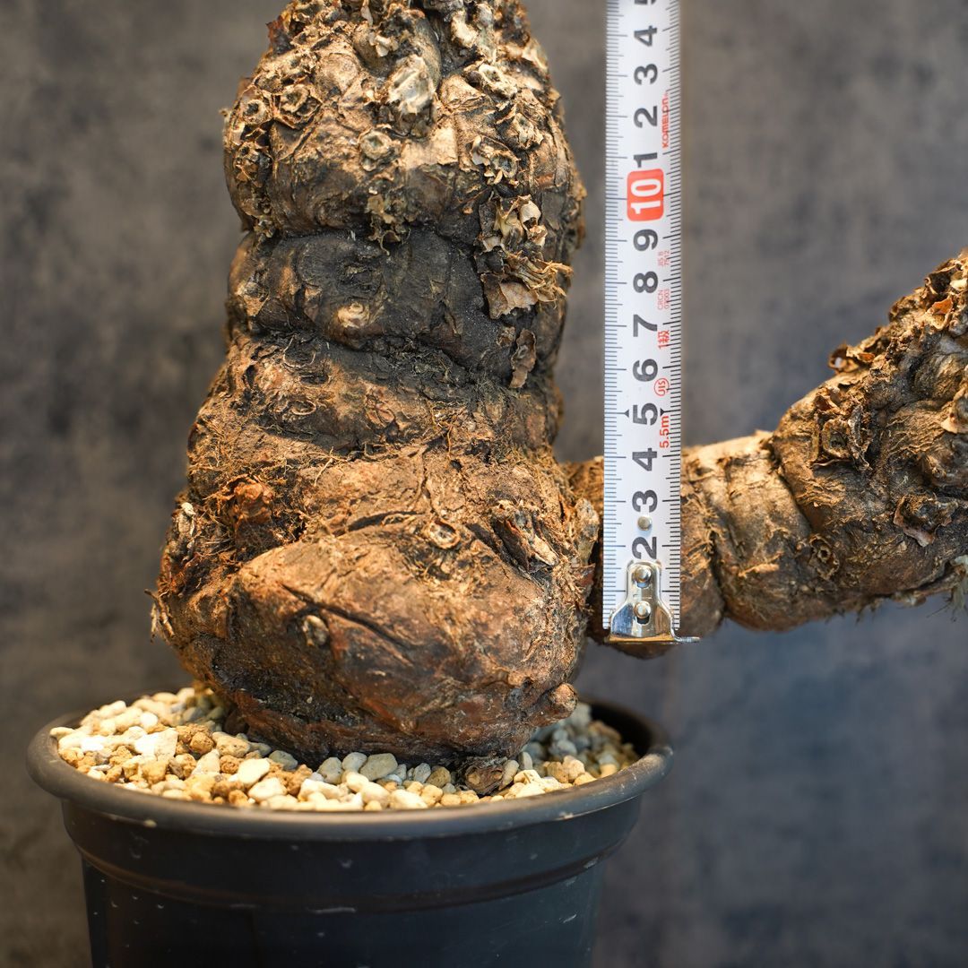 ムランジーナ 発根済 塊根植物 ムランジーナ 発根済 塊根植物