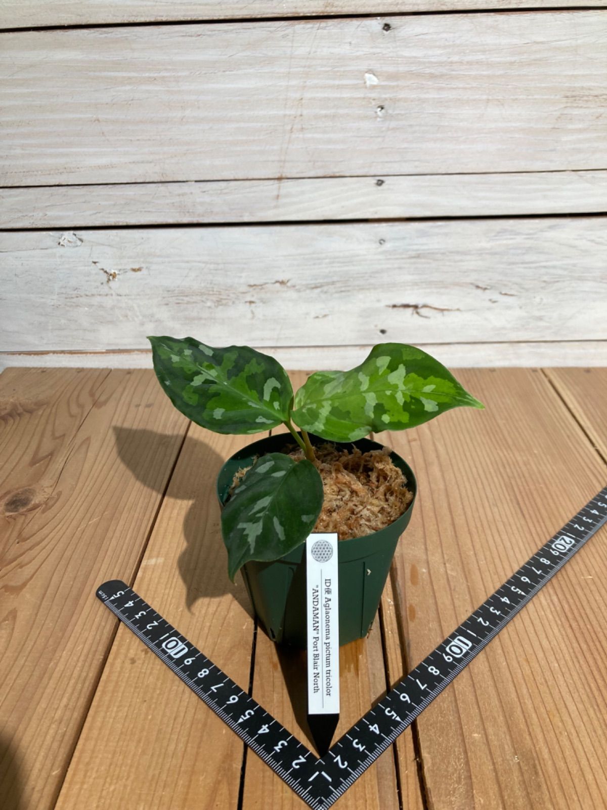 ID便 アグラオネマ ピクタム トリカラー アンダマン ANDAMAN ナチュラ株の増殖 Aglaonema pictum tricolor 