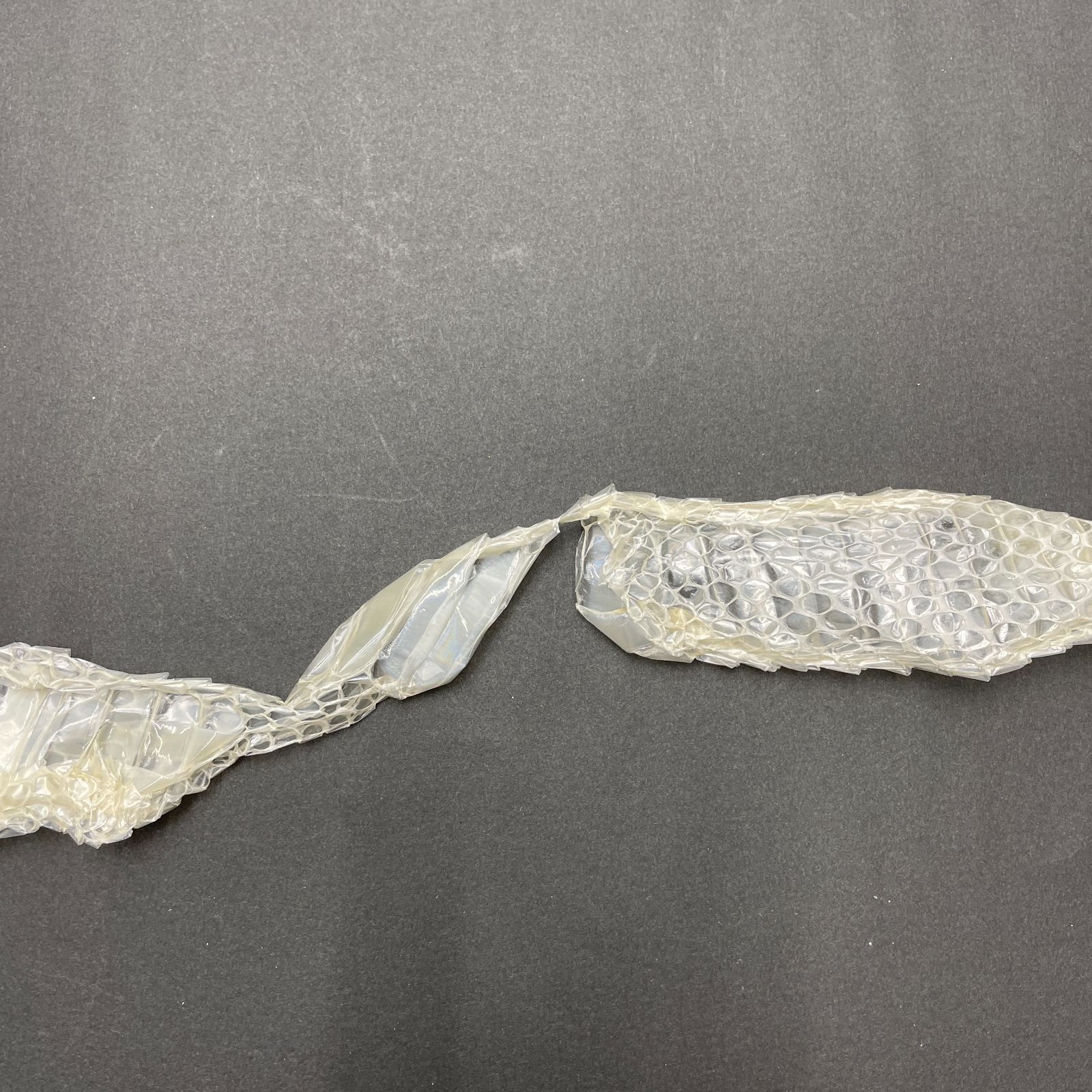 白蛇　抜け殻　3本セット 白蛇の抜け殻 3匹分セット 開運 縁起物 金運 ヘビの抜け殻