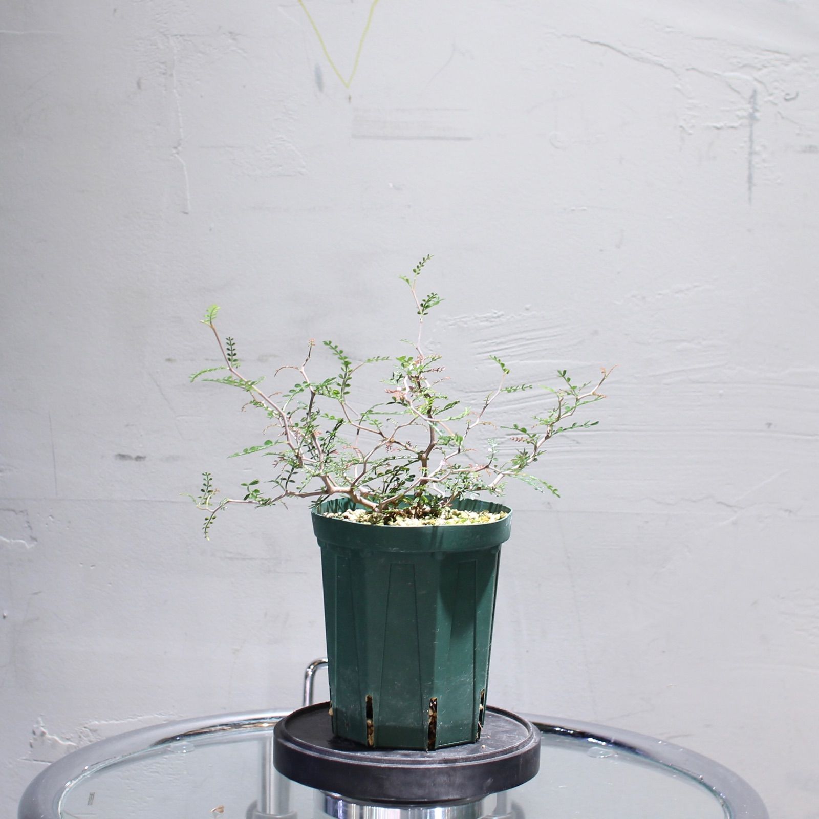 オペルクリカリアパキプス 根挿し 管理No.5 オペルクリカリア パキプス