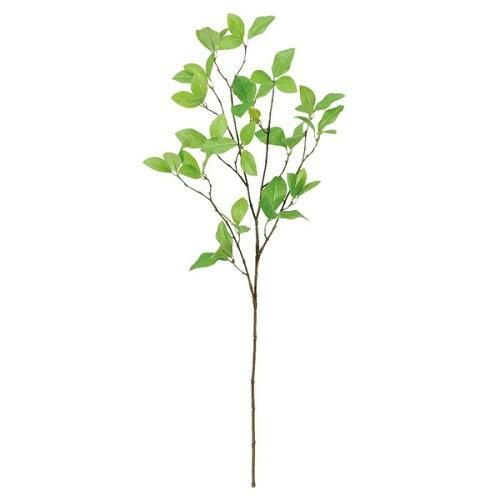 アスカ Asca ドウダン A-43080-052 B 入数 12