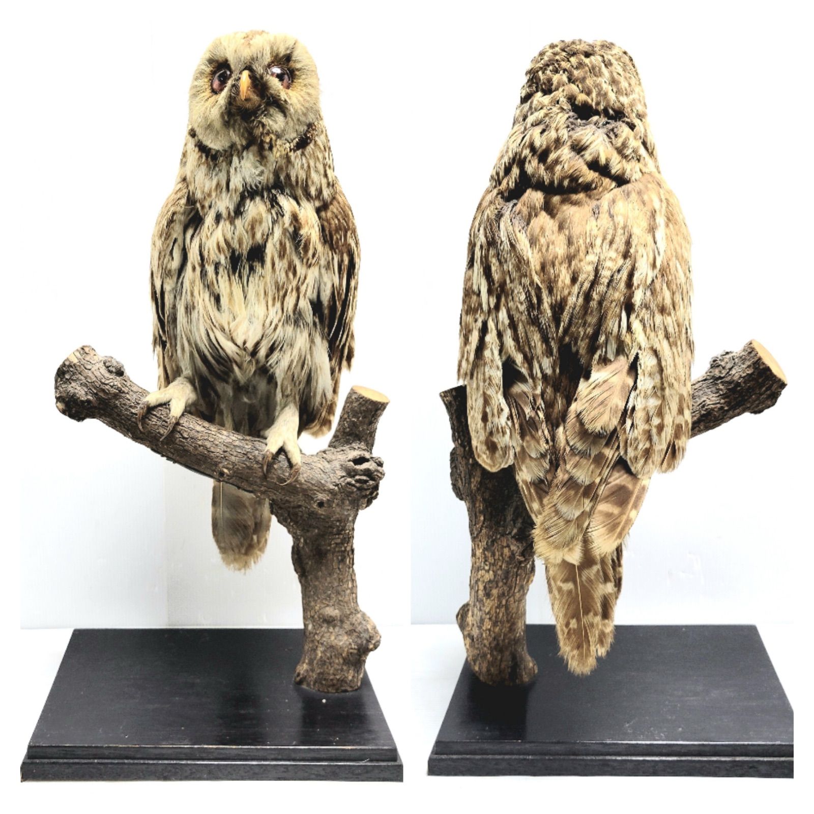 美品】フクロウの剥製 全長33cm - メルカリ