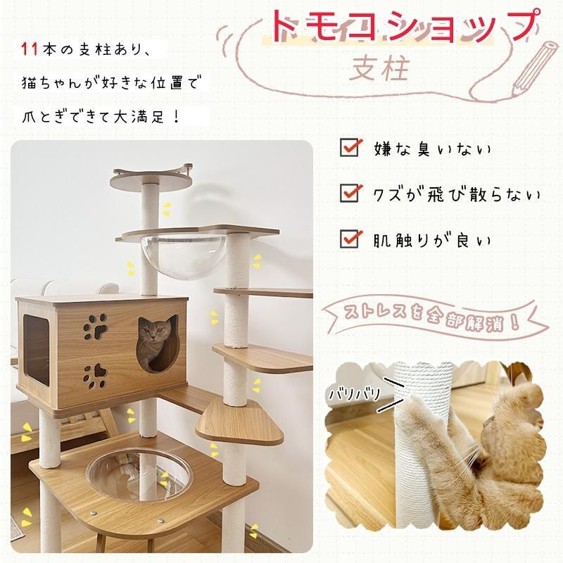 子猫