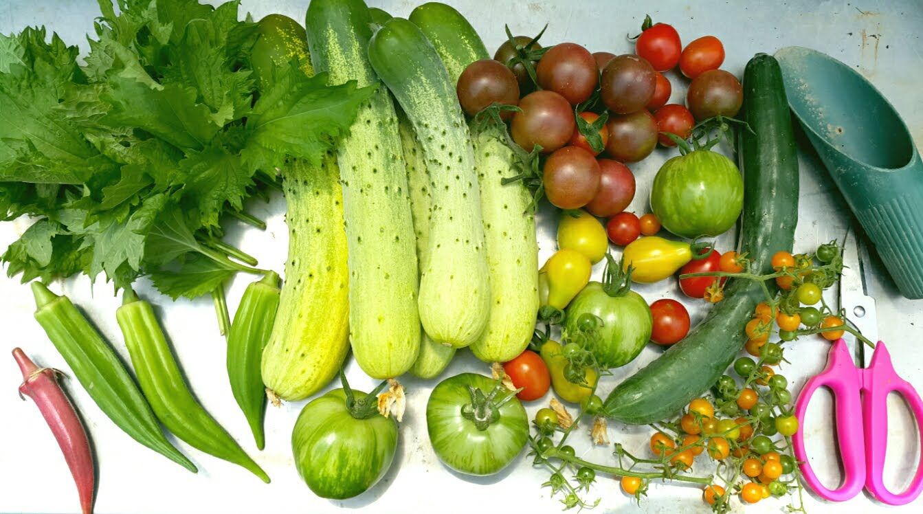 マーケターきゅうりの種(Marketer Cucumber・固定種) - メルカリ