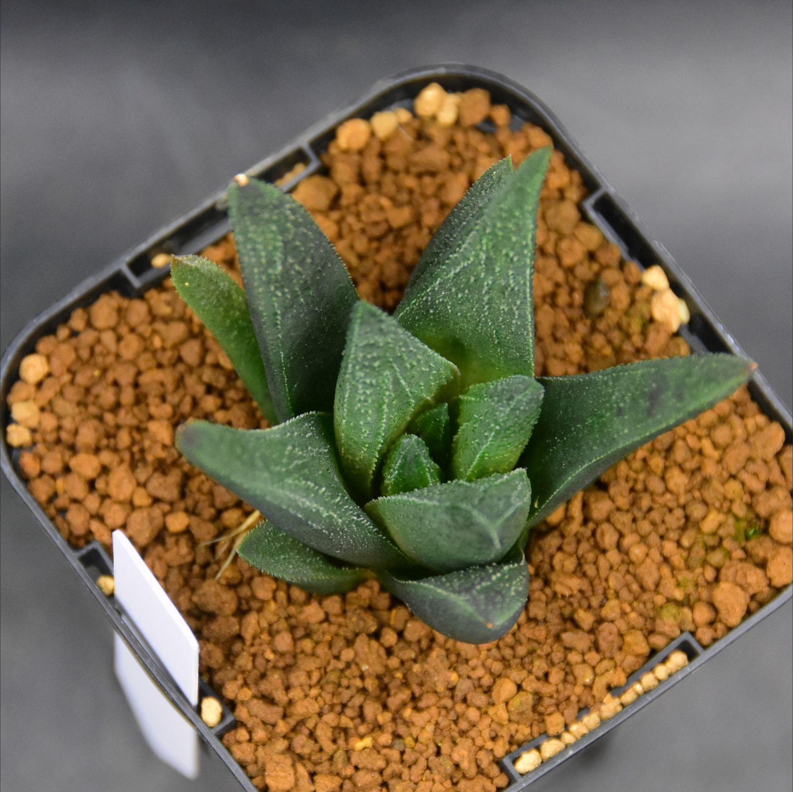 ハオルチア ソルディダ 原種】 ハオルチア ソルディダ 'Mint Cream'微