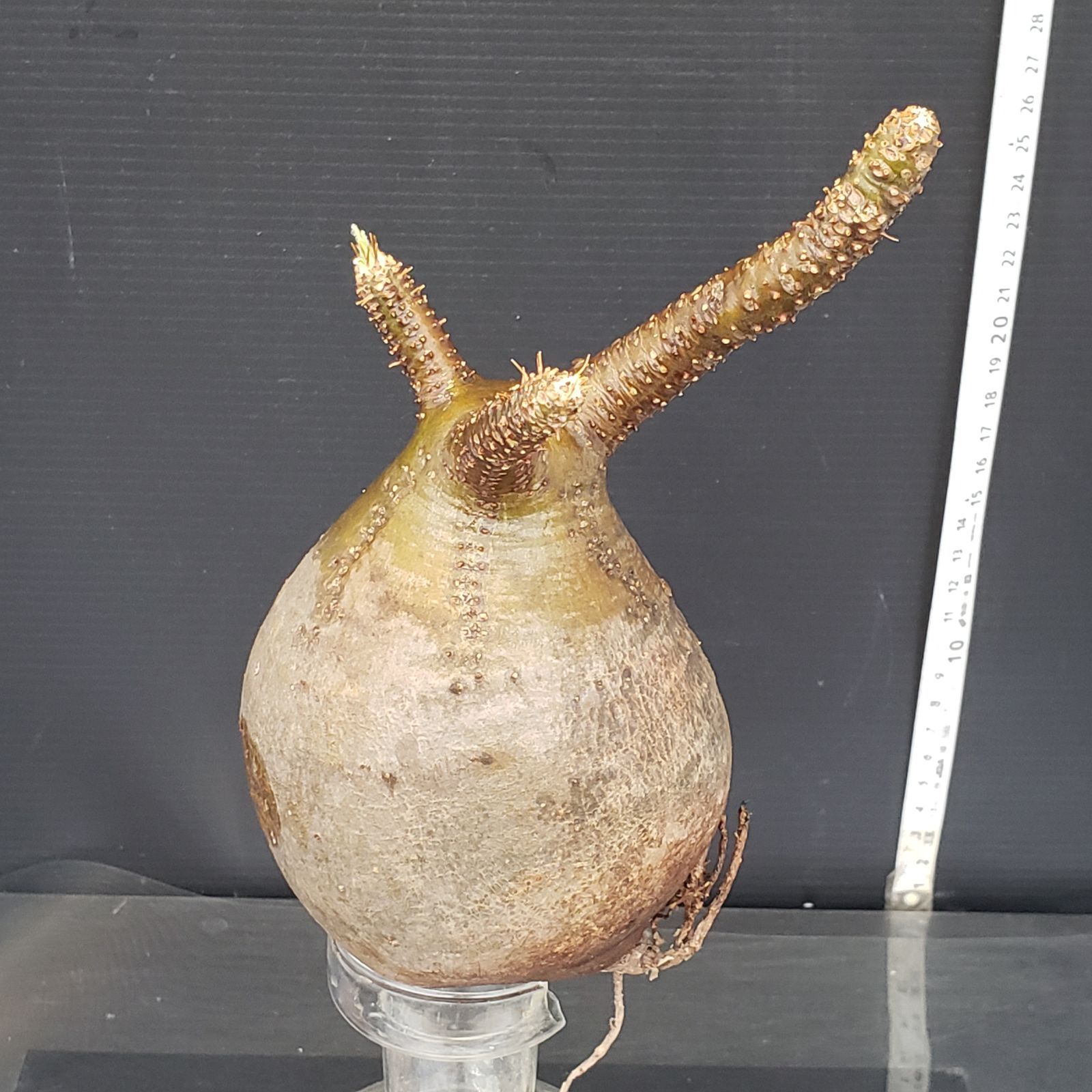 A36 パキポディウム グラキリス M 抜き苗 現地株