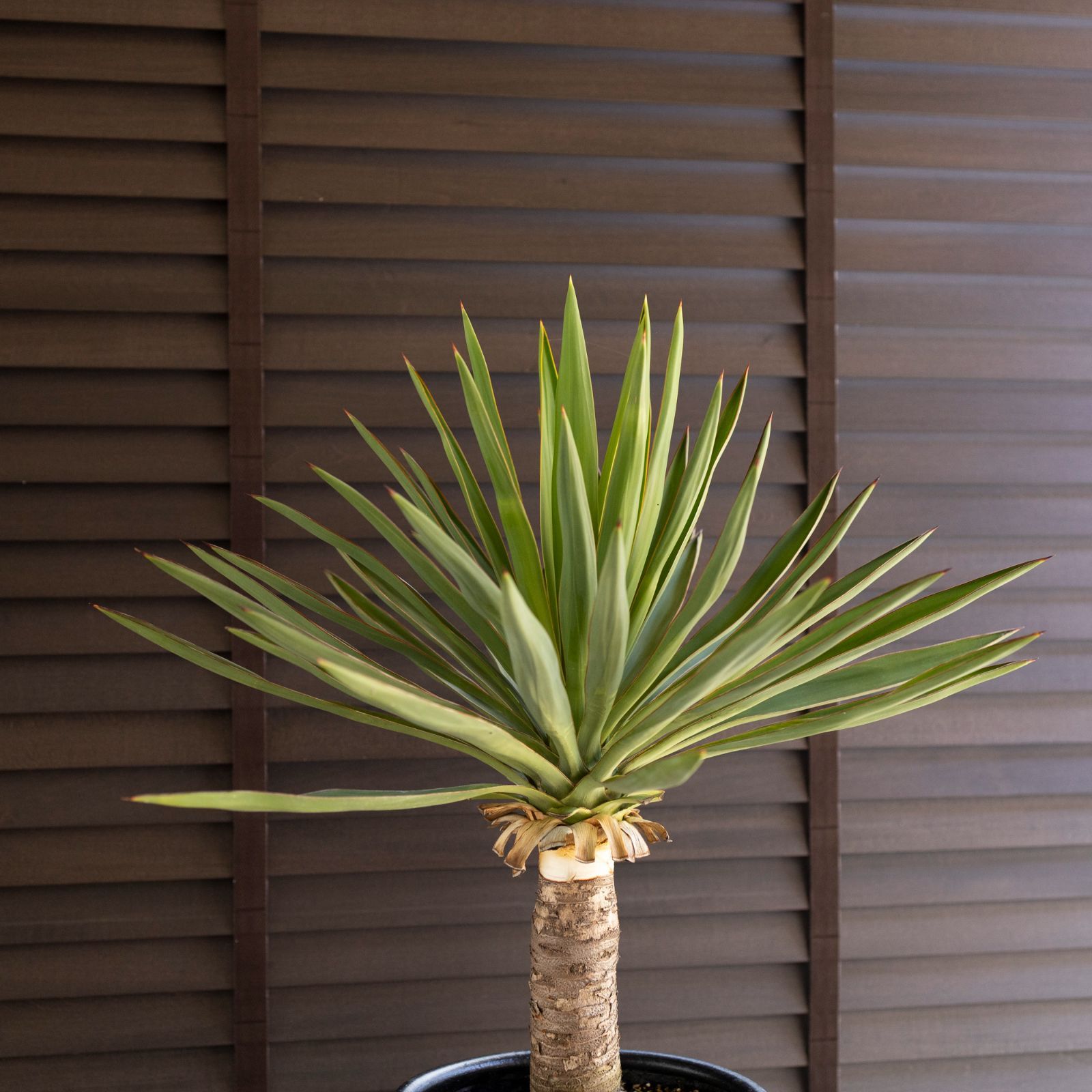 ユッカ グロリオサ Yucca Gloriosa 幹立ち 7号陶器鉢