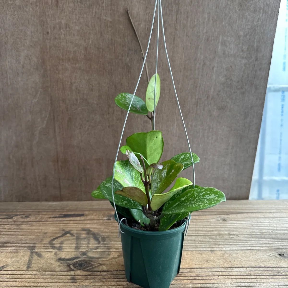 レア　珍種　ホヤ　Hoya Icensis splash サクララン レア 珍種 ホヤ Hoya Icensis splash サクララン