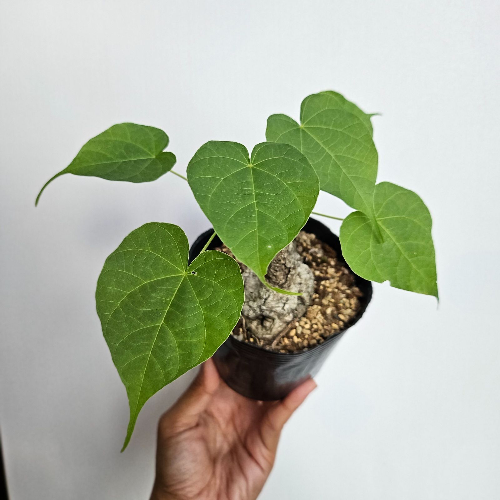 フィルミアナ・コロラータ 〕Firmiana Colorata Sterculia colorata