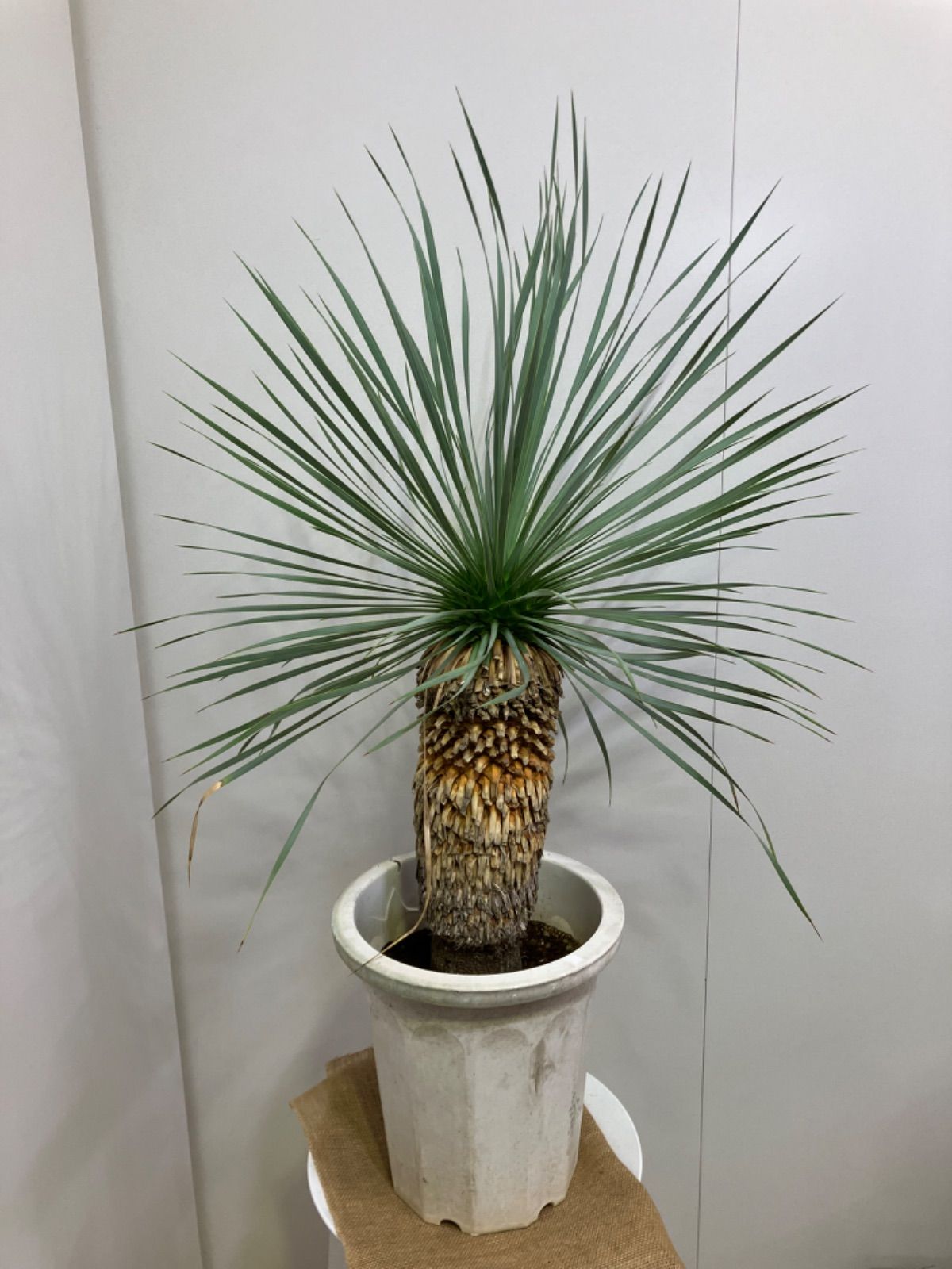 ①ユッカ　ロストラータ　8号　鉢のまま　メルカリ便で発送　ドライガーデン ②ユッカ ロストラータ 8号 鉢のまま メルカリ便で発送 ドライガーデン