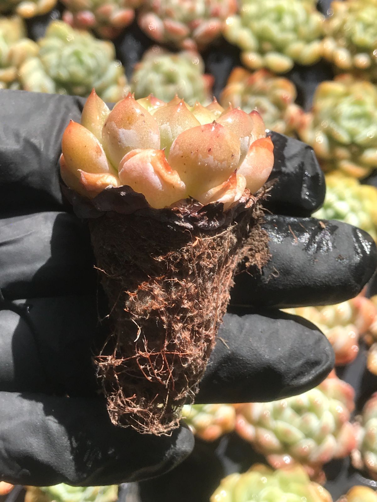 新入荷 美しい夢 鮮やかな128苗セット 土と根付き 多肉植物 エケベリア レア種 韓国苗 サボテン 詰め合わせ 寄せ植え