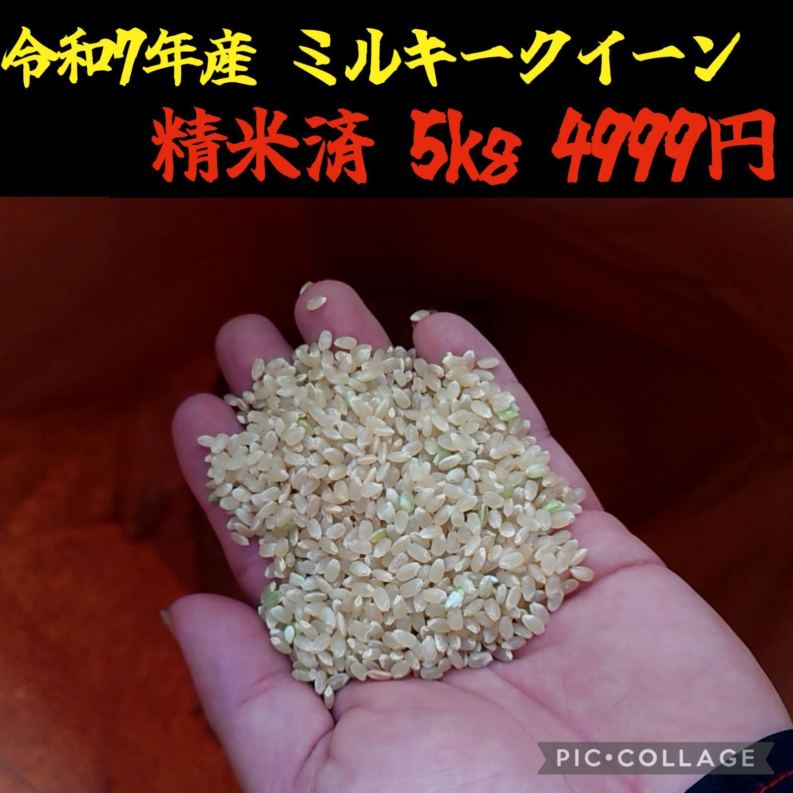 2024新米 滋賀県産ミルキークイーン