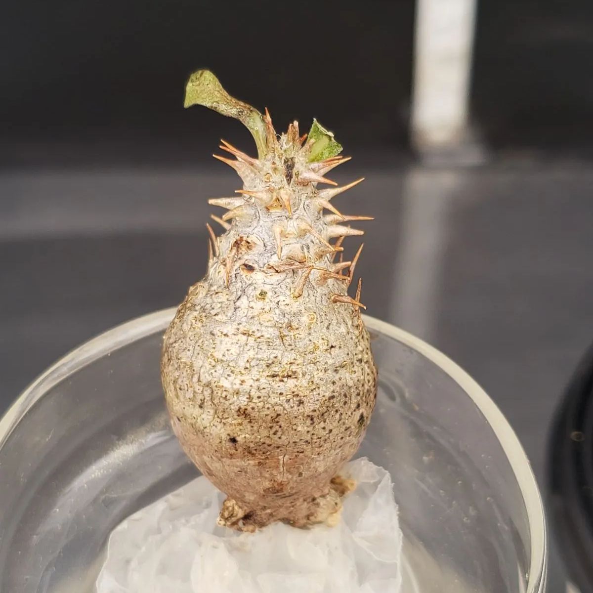 G007【最新到着】Pachypodium グラキリス（SS・チビグラキ）（現地球・抜き苗）【塊根植物】 - メルカリ