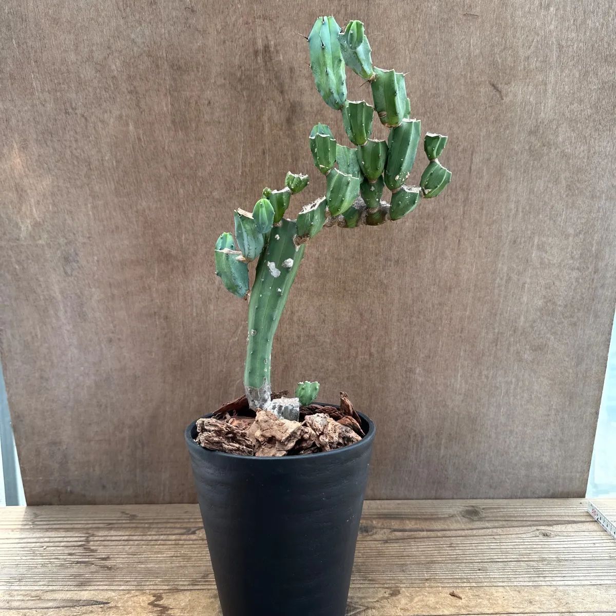 柱サボテン 竜神木 ブランチ仕立て① 現品 Myrtillocactus