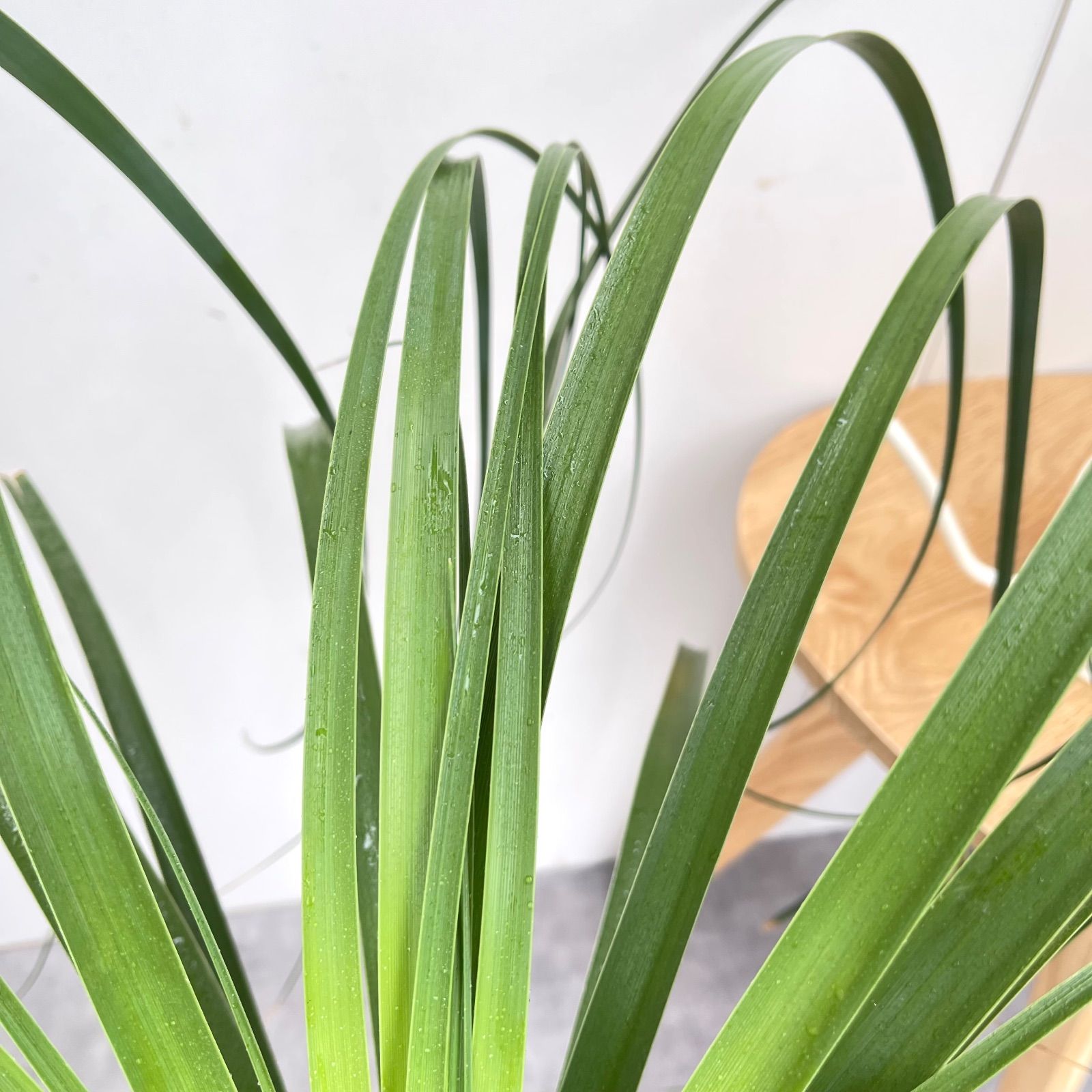 トックリラン ポニーテール ノリナ【現品】観葉植物 大型 室内 - メルカリ