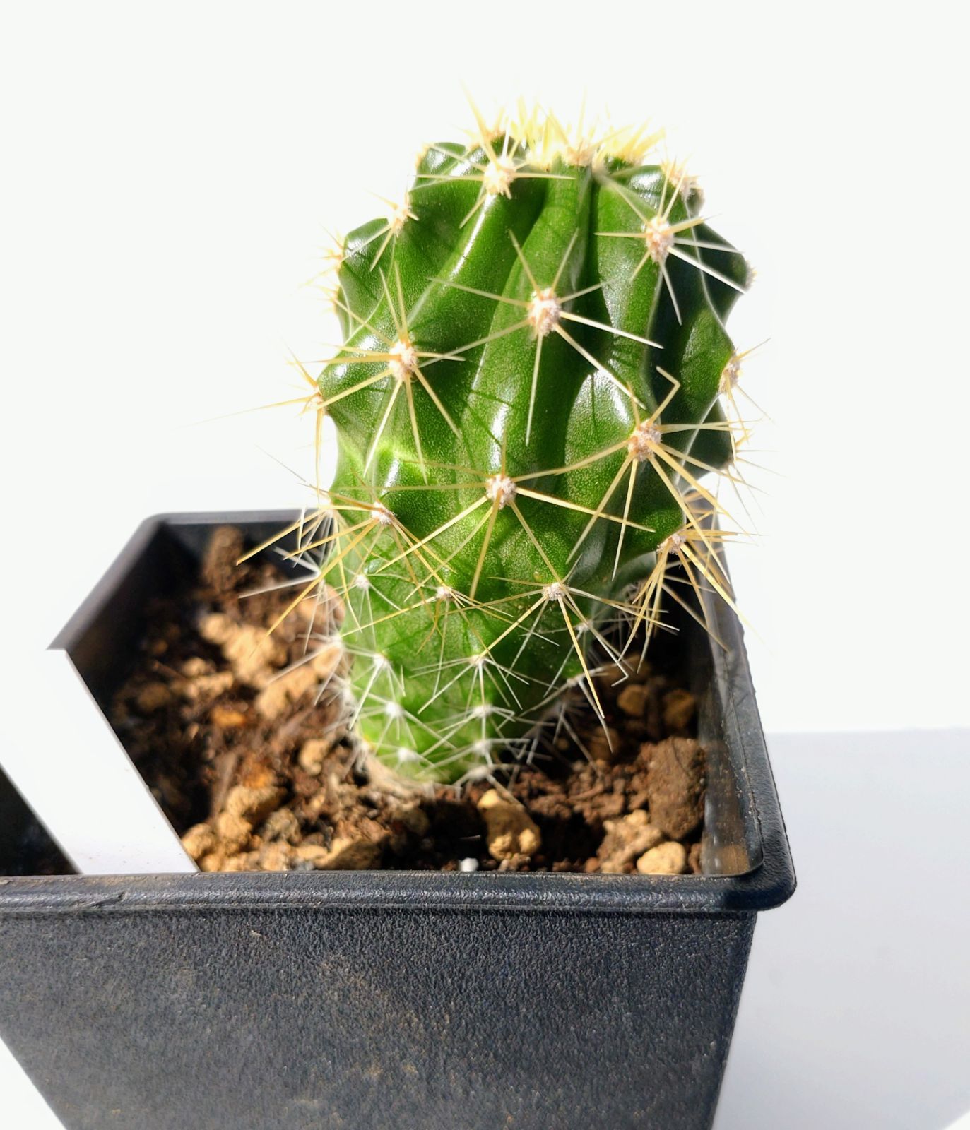 レッペンハーゲニー① フェロカクタス サボテン 多肉植物 レア品種