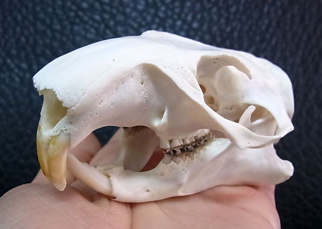 アメリカ便　ウッドチャックの頭骨 アメリカ便 ウッドチャックの頭骨 - メルカリ