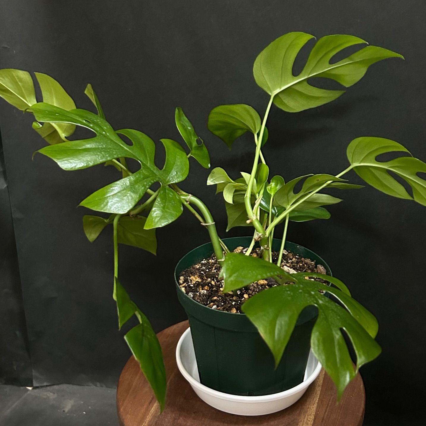 ラフィドフォラ・テトラスペルマ #5 / 観葉植物 - メルカリ