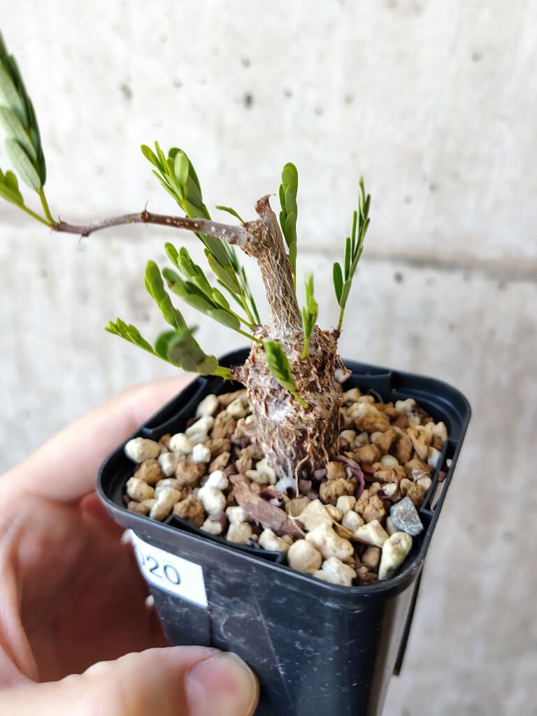 パキポディウム 国内実生苗 4株セット パキポディウム ナマクアナム 光