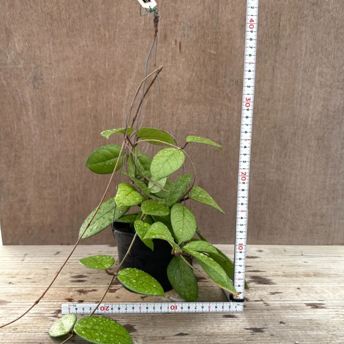 ホヤ フンギー① サクララン 桜蘭 3号 Hoya fungii ホヤ フンギー Hoya